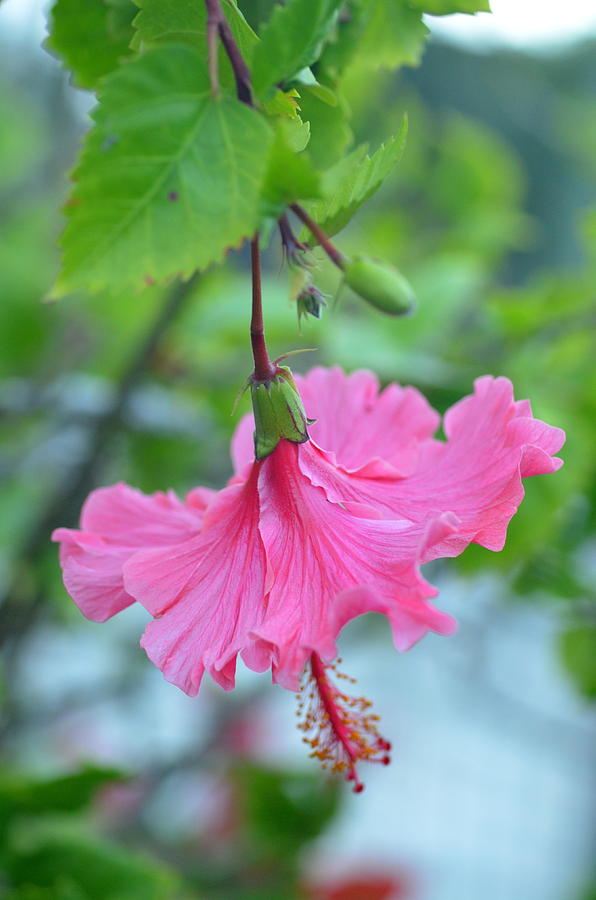 Dancing Lady Pink Hibiscus Photograph by Amy Fose