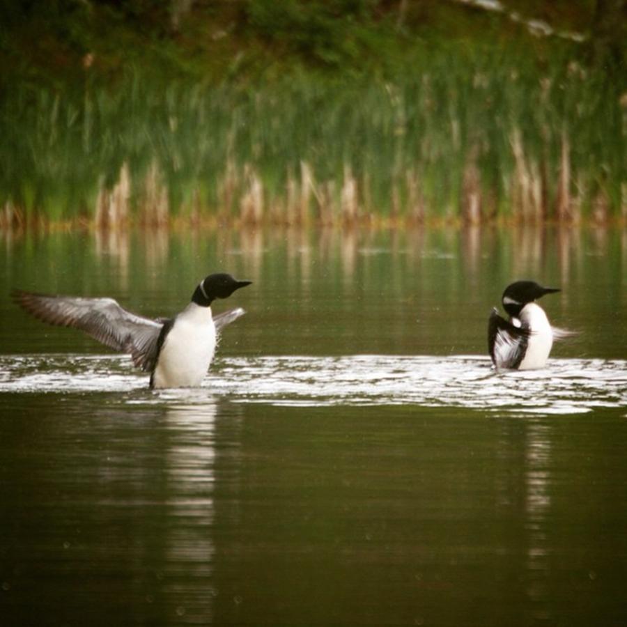 Summer Photograph - Dancing Loons. Minnesota Has The Best by Hermes Fine Art