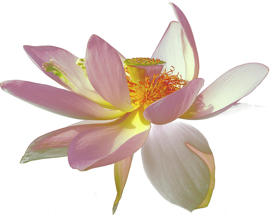 Dancing Lotus on White Photograph by Julie Palencia