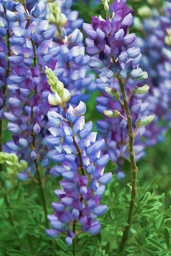 Dancing Lupines - Spring In Central California Photograph