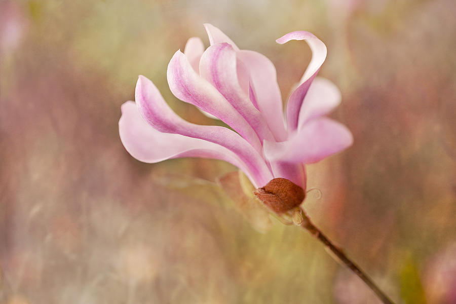 Dancing Magnolia Photograph by Mary Jo Allen