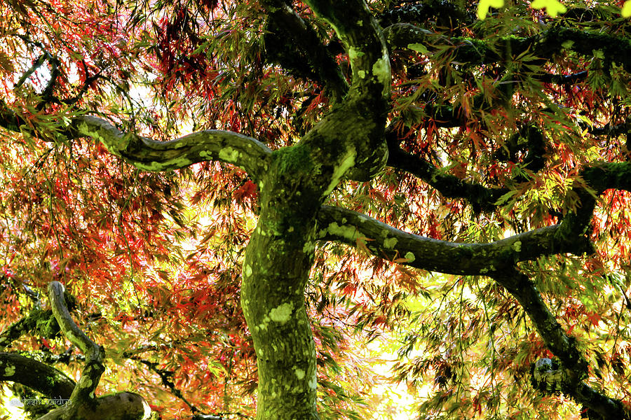 Dancing Maple Tree Photograph by Aashish Vaidya
