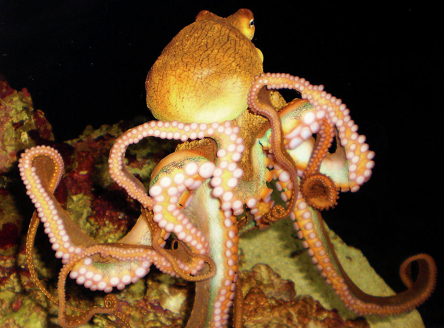 Dancing Octopus Photograph by Gabrielle Yap - Fine Art America