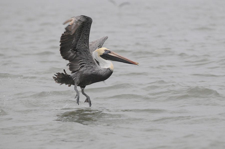Dancing on the Water by Sue Jarrett Dancing on the Water by Sue Jarrett