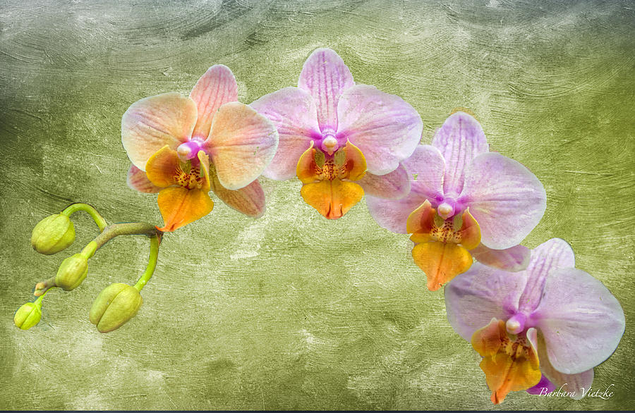 Pansy Orchids Photograph - Dancing Orchids by Barbara Vietzke