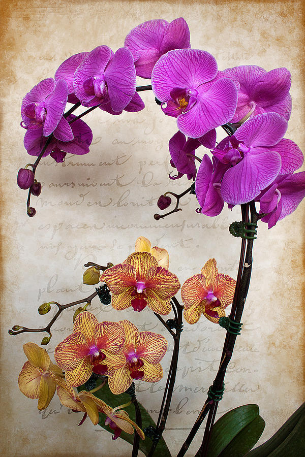Dancing Orchids Photograph by Milena Ilieva