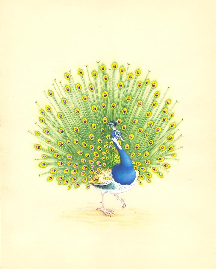 Two Birds Play Go on the Feathers of a Peacock - MURUGANDI