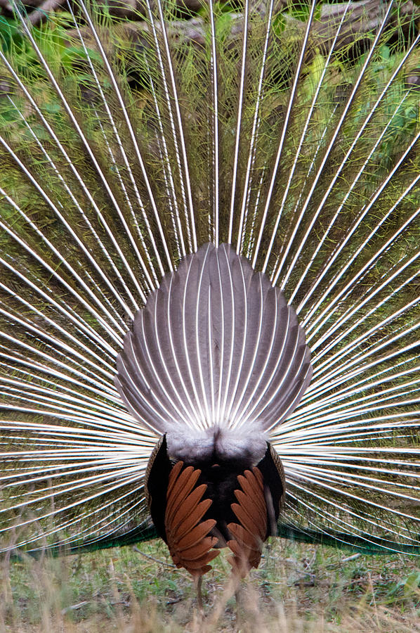 Nature Photograph - Dancing Peacock, Kanha National Park by Panoramic Images