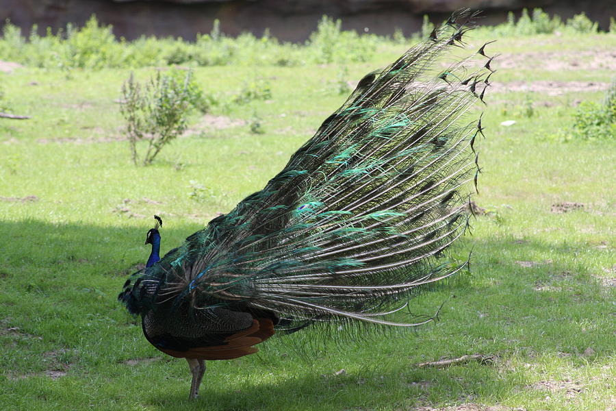 Dancing  Peacock Photograph by Michelle Miron-Rebbe