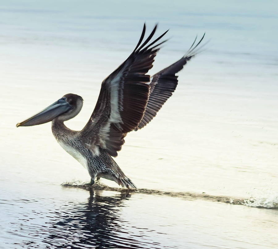 Dancing Pelican Photograph by Debra Forand