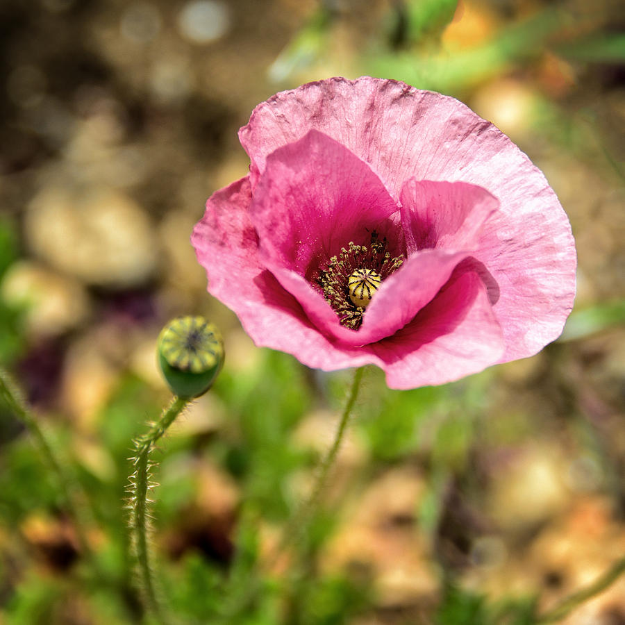 Dancing Pink Poppy Photograph by Marion McCristall