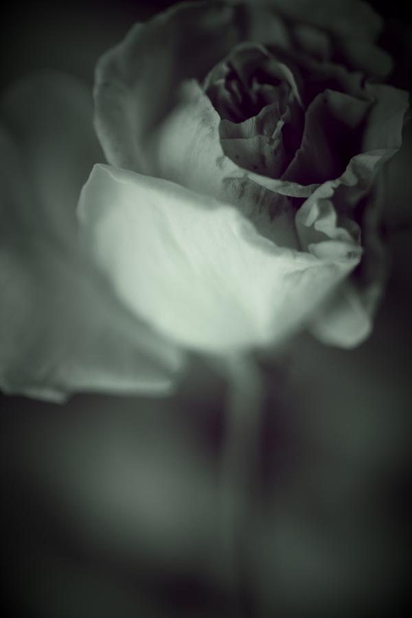 Rose Photograph - Dancing Rose by The Art Of Marilyn Ridoutt-Greene