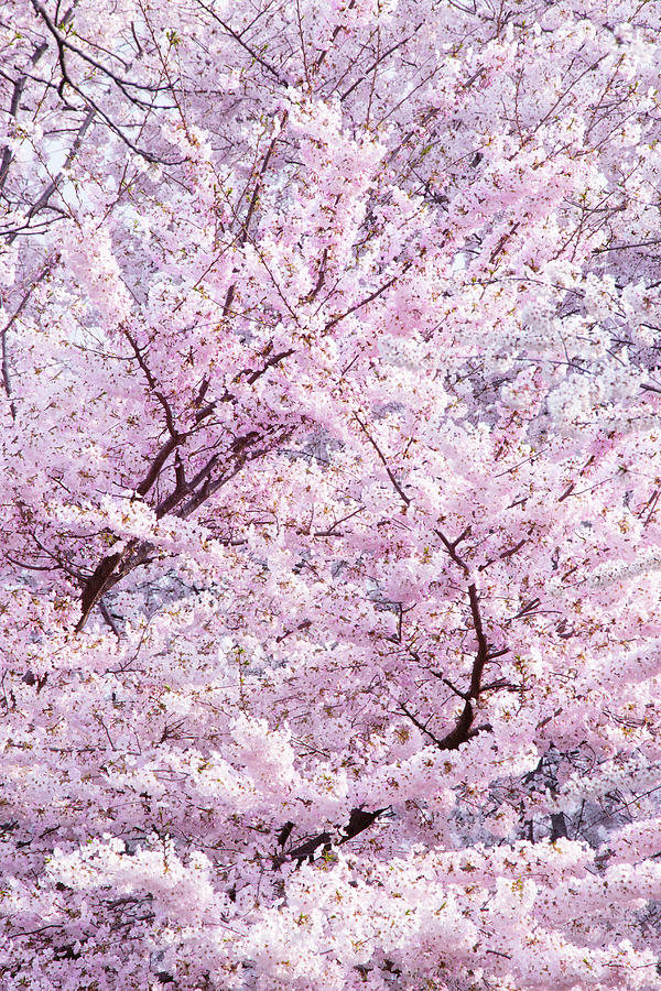 Spring Photograph - Dancing Sakura Haiku by Iryna Goodall