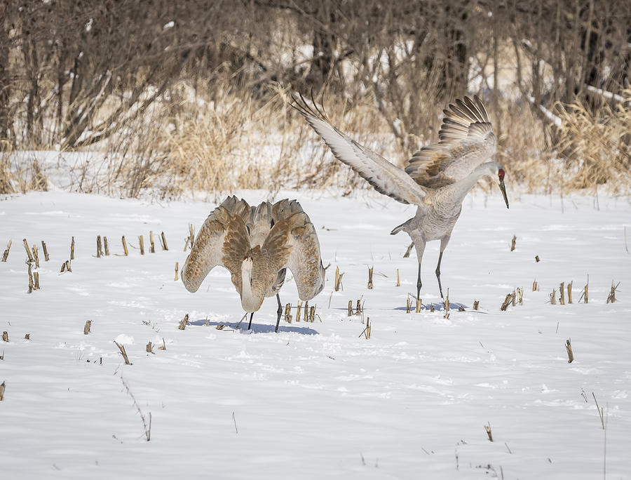 Spring Photograph - Dancing Sandhill Cranes 2016-1 by Thomas Young
