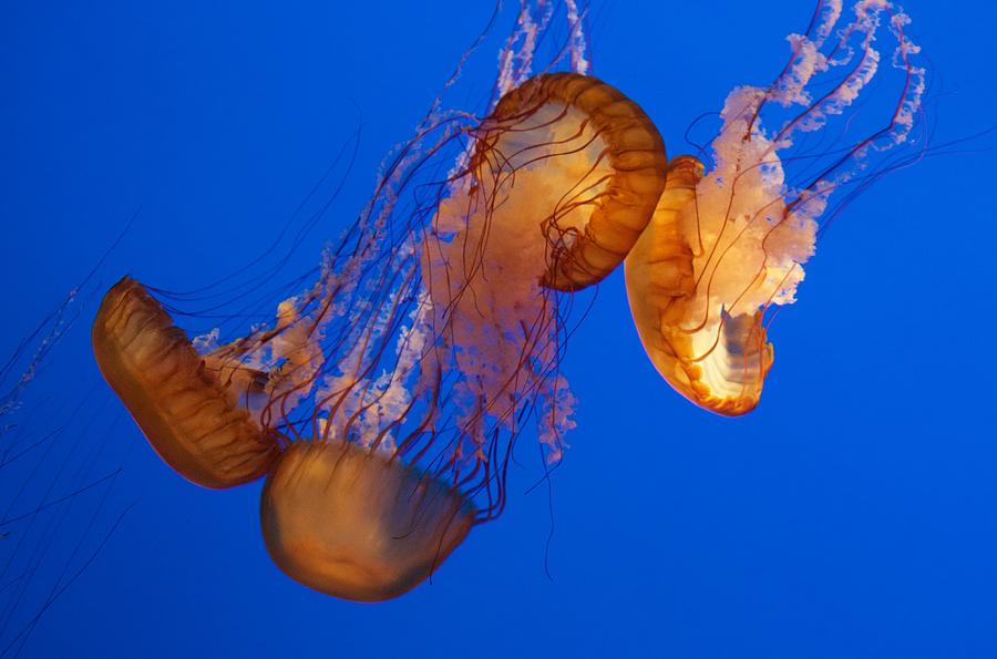 Dancing Sea Nettles Photograph by Venetia Featherstone-Witty