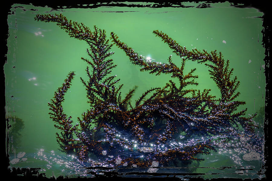 Dancing Seaweed Venice_DSC1704_03012017 Photograph by Greg Kluempers