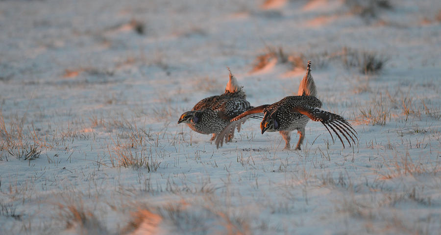Dancing Sharptails Photograph by Whispering Peaks Photography