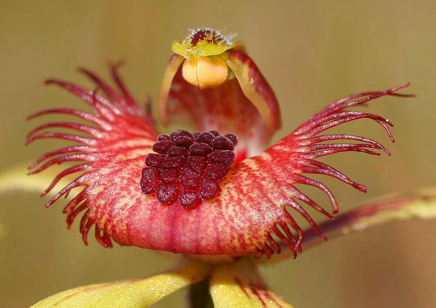 Dancing Spider Orchid Photograph by Tony Brown