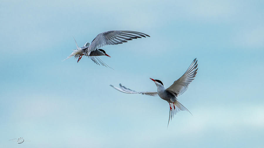 Dancing Terns Photograph by Torbjorn Swenelius