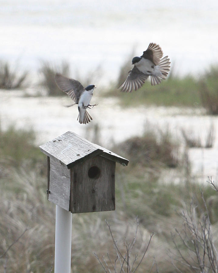 Dancing Tree Swallows Photograph by Captain Debbie Ritter