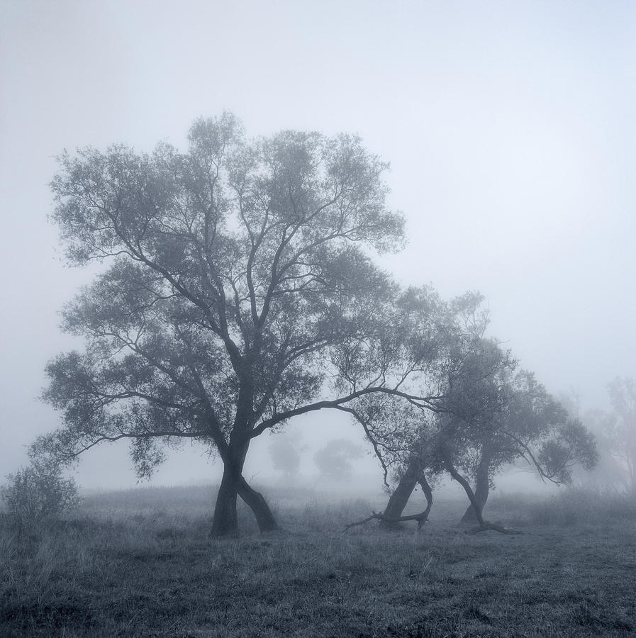 Dancing tree