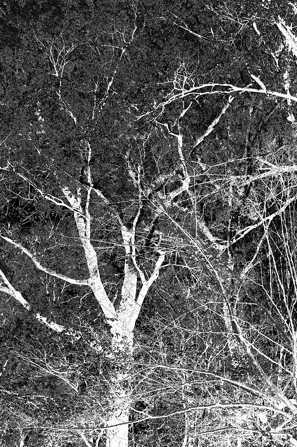 Dancing Trees Gray Mixed Media by Lesa Fine