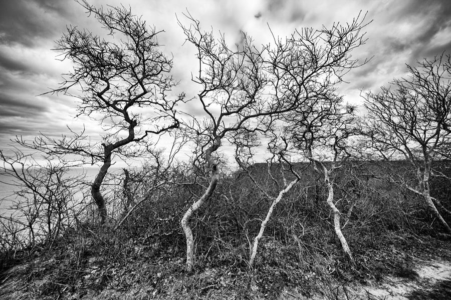 Dancing Trees Photograph by Kate Hannon