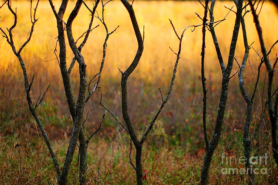 Dancing Trees Photograph by Randy Pollard