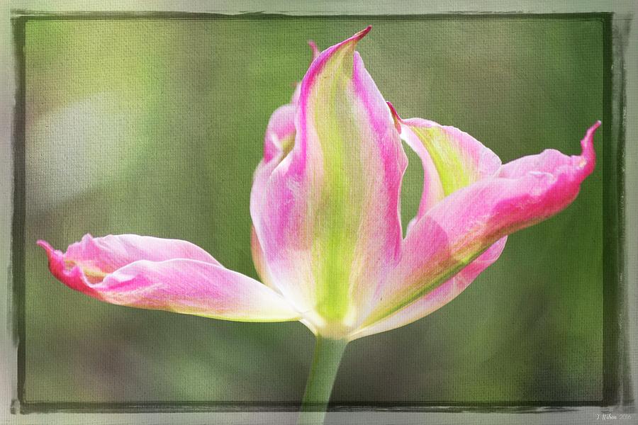 Denver Botanic Garden Photograph - Dancing Tulip by Teresa Wilson Denver Botanic Garden Photograph - Dancing Tulip by Teresa Wilson