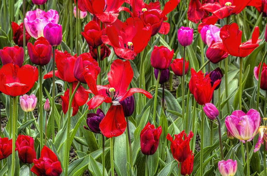 Dancing Tulips Photograph by Nadia Sanowar - Fine Art America