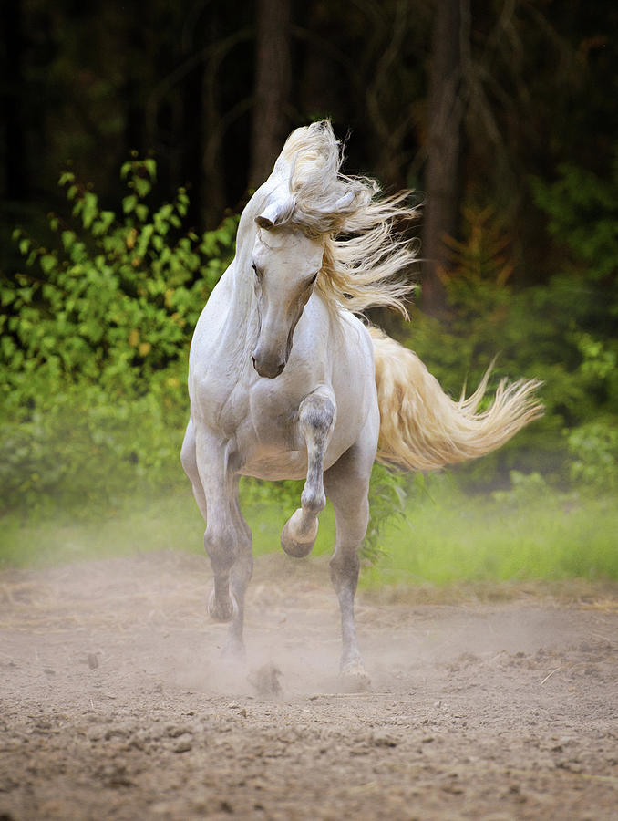 Dancing White Horse Photograph by Ekaterina Druz