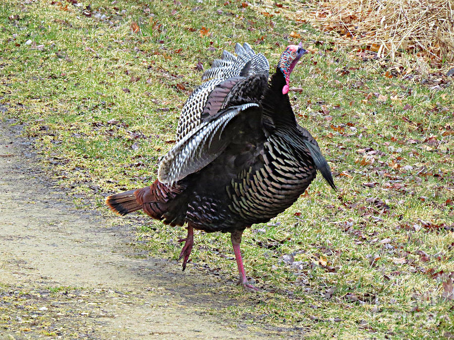 Dancing Wild Turkey Photograph By Stephanie Forrer Harbridge Pixels