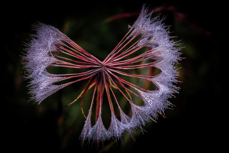 Nature Photograph - Dancing with Dew by Paul Malen Nature Photograph - Dancing with Dew by Paul Malen