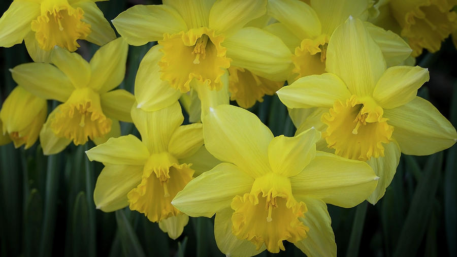 Dancing with the Daffodils Photograph by Vanessa Thomas