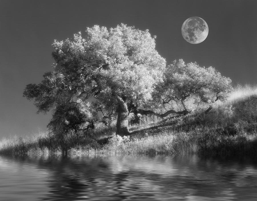 Dancing with the Moon Photograph by Jerry McElroy - Fine Art America