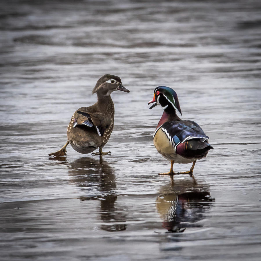 Dancing Wood Ducks Photograph by Paul Freidlund