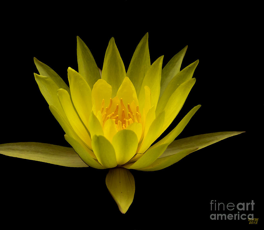 Dancing Yellow Lotus Photograph by David Millenheft