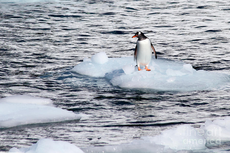 Danco Island, Antarctica Penguins  Photograph by Lilach Weiss