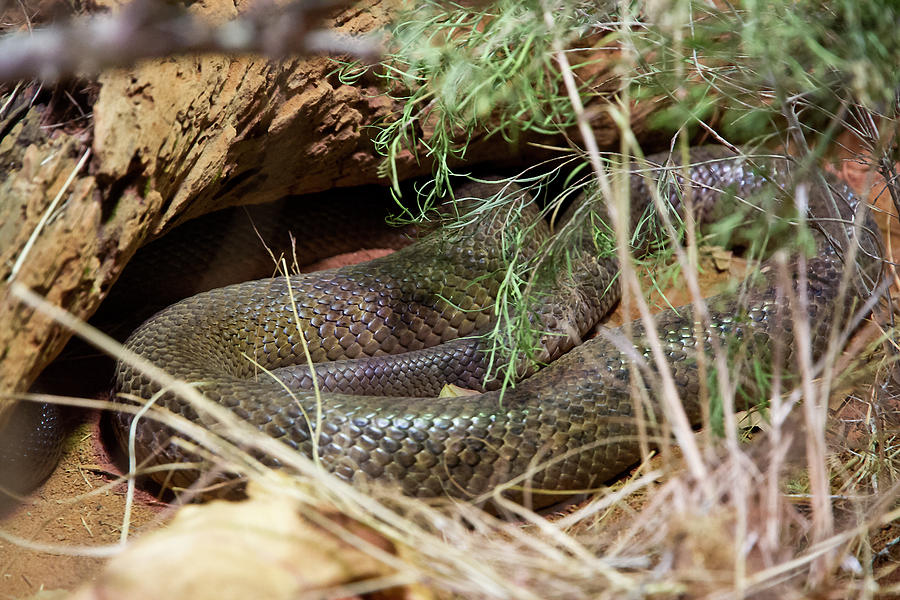 Snake Photograph - Dandarabilla The Inland Taipan by Miroslava Jurcik