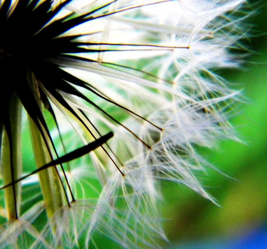Spring Photograph - Dandelion 2 by Libby Sealy