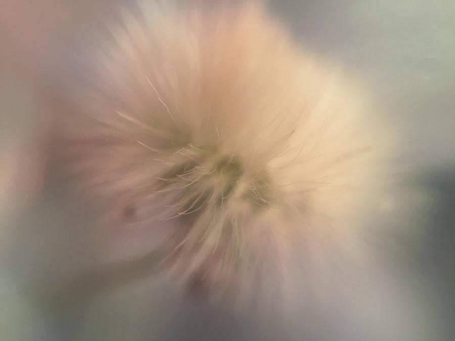 Dandelion 2 by Michael Van Huffel Dandelion 2 by Michael Van Huffel