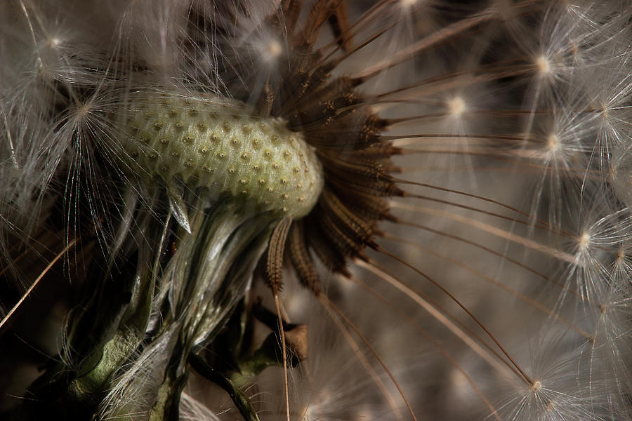 Dandelion 2 Photograph by Mike Eingle