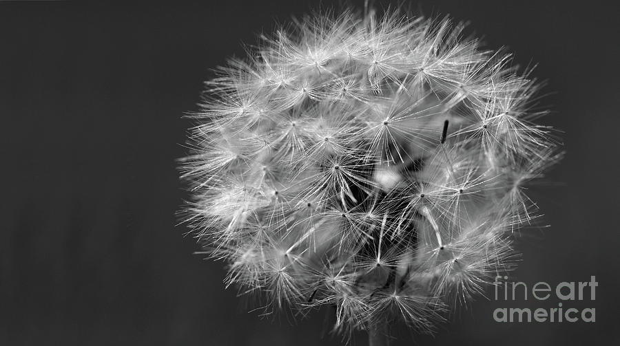Dandelion 2016 Black and White Photograph by Karen Adams