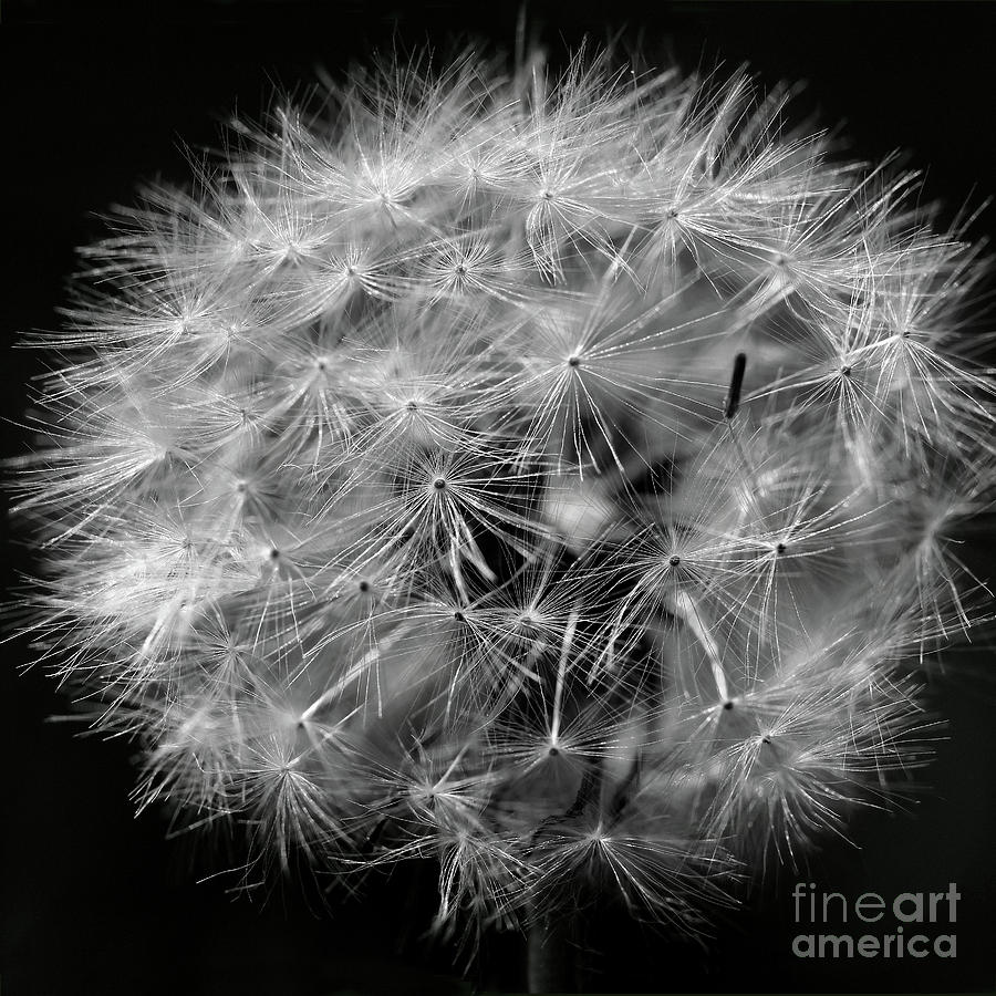 Dandelion 2016 Black and White Square Photograph by Karen Adams