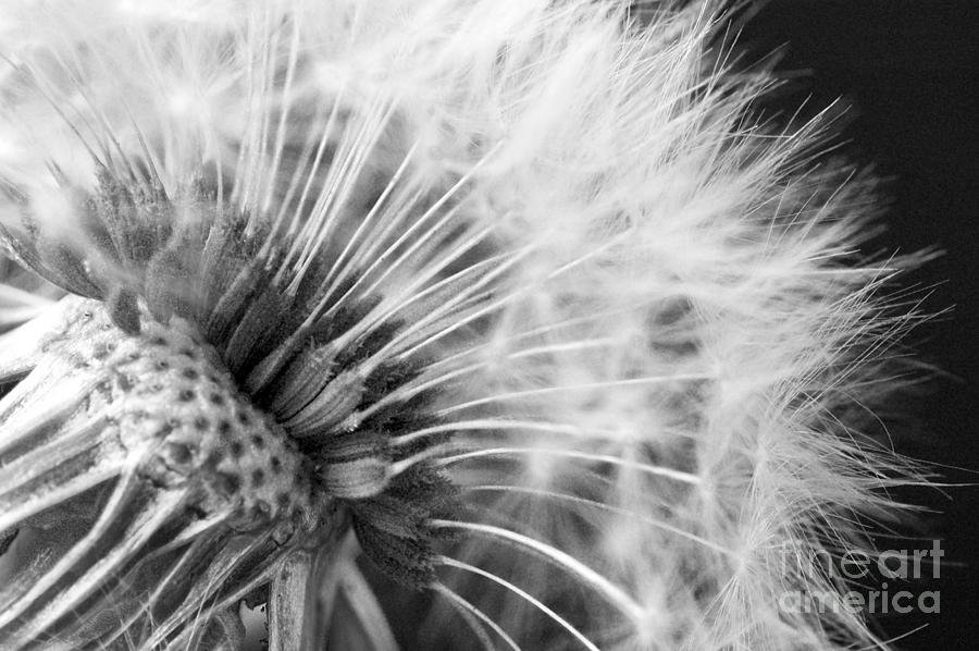 Dandelion 7 Photograph by Micah May