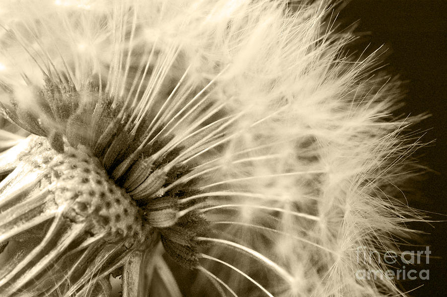 Dandelion 8 Photograph by Micah May