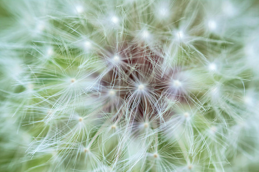 Dandelion Abstract Photograph by Jonathan Nguyen