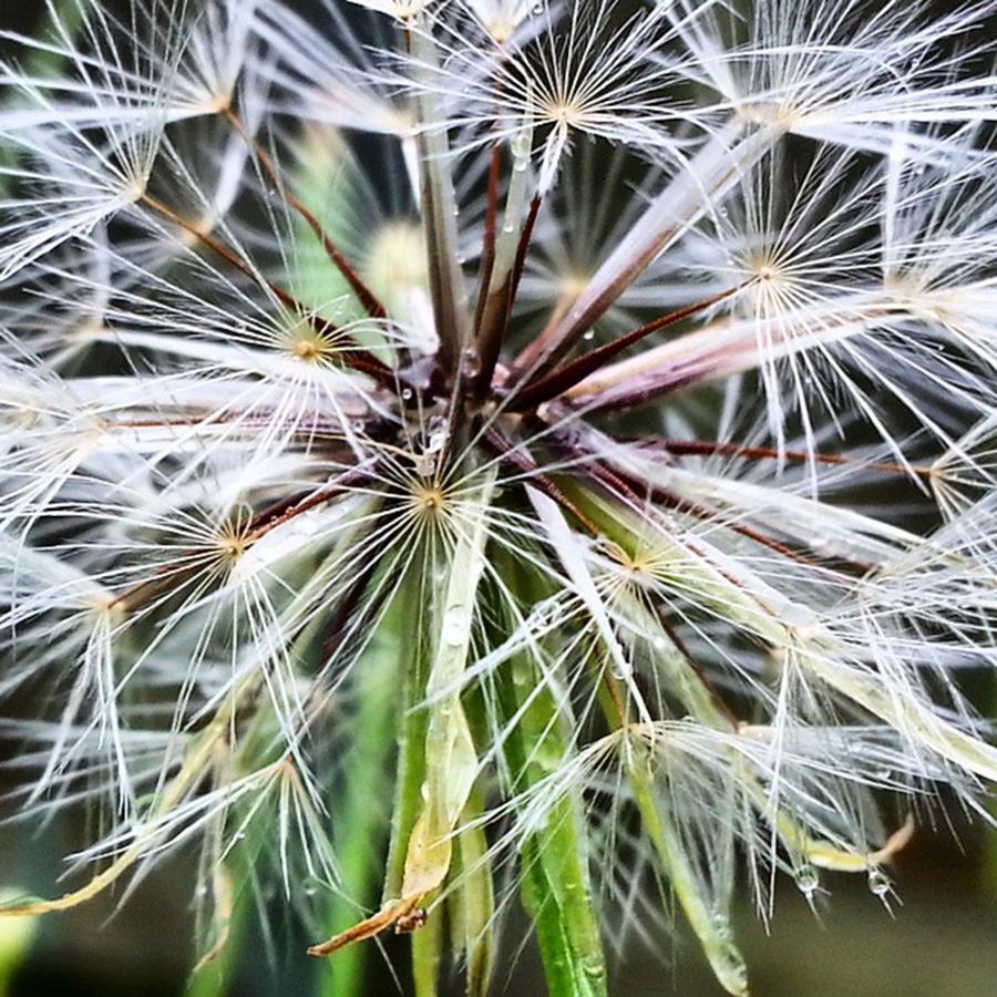 Nature Photograph - Dandelion After The by Cheray Dillon