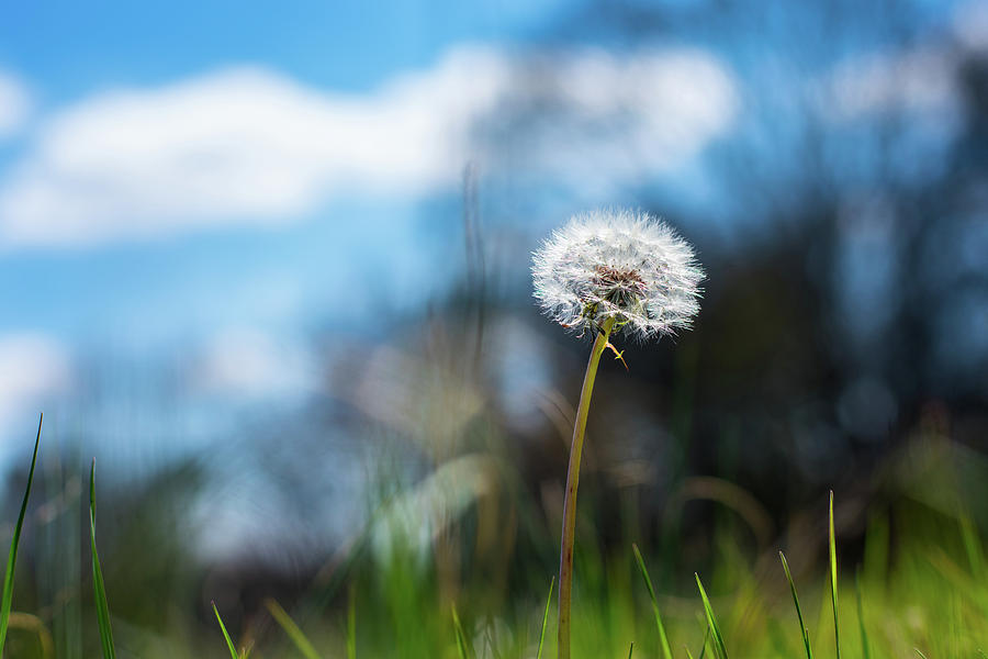 Dandelion against Blue Sky in Early Spring Photograph by James-Allen