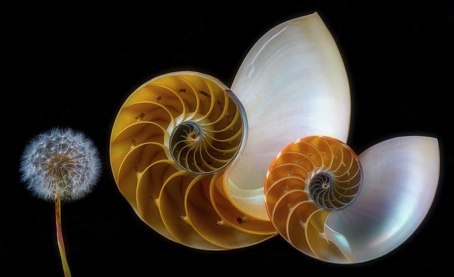 Dandelion And Nautilus Shells Photograph by Garry Gay